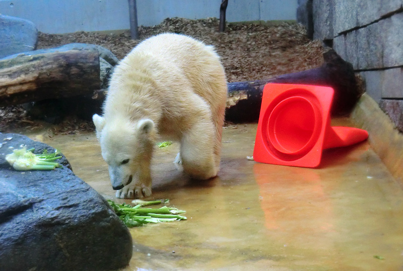 Eisbärjungtier ANORI am 16. September 2012 im Wuppertaler Zoo