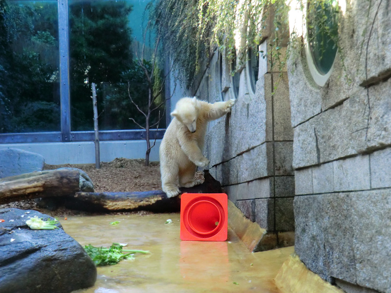 Eisbärjungtier ANORI am 16. September 2012 im Zoologischen Garten Wuppertal