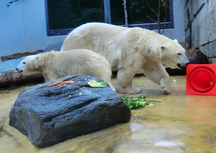 Eisbärjungtier ANORI und Eisbärin VILMA am 16. September 2012 im Wuppertaler Zoo