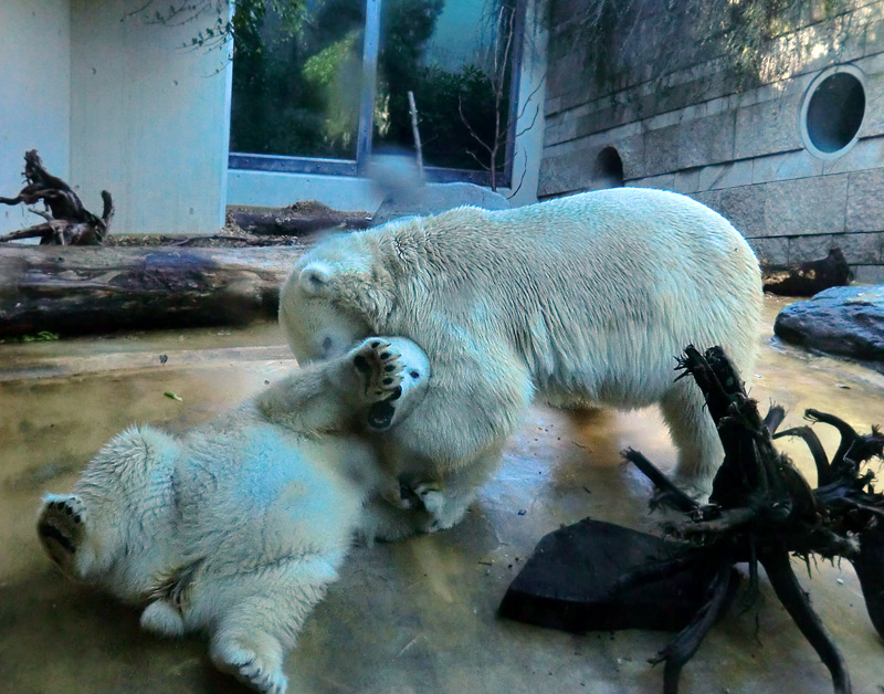 Eisbärjungtier ANORI und Eisbärin VILMA am 16. September 2012 im Zoo Wuppertal