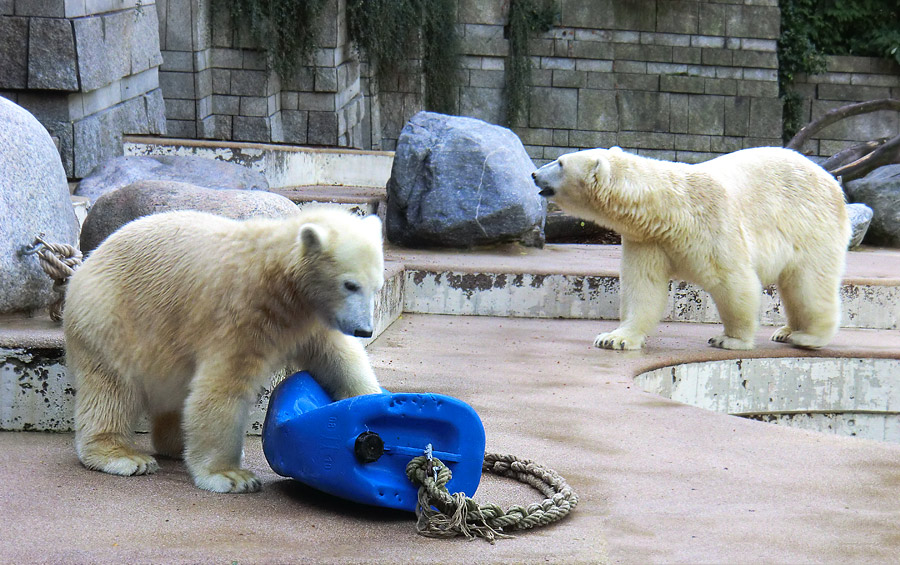 Eisbärjungtier ANORI und Eisbärin VILMA am 16. September 2012 im Wuppertaler Zoo