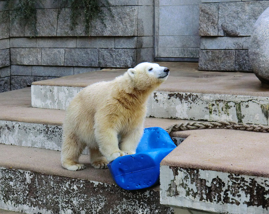 Eisbärjungtier ANORI am 16. September 2012 im Zoologischen Garten Wuppertal