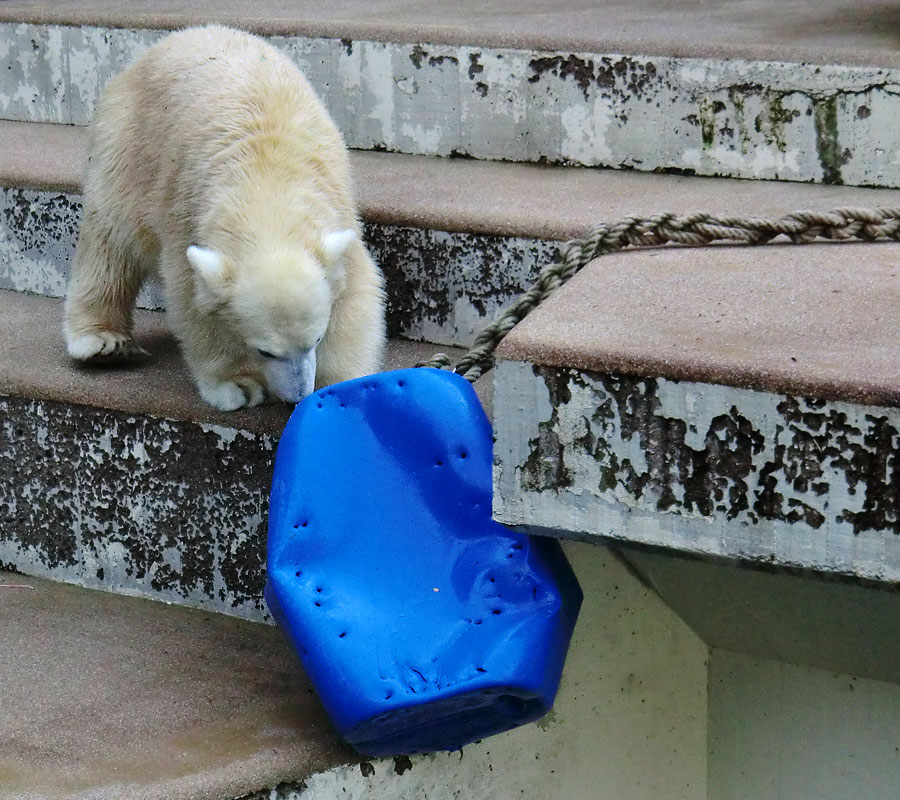 Eisbärjungtier ANORI am 16. September 2012 im Wuppertaler Zoo