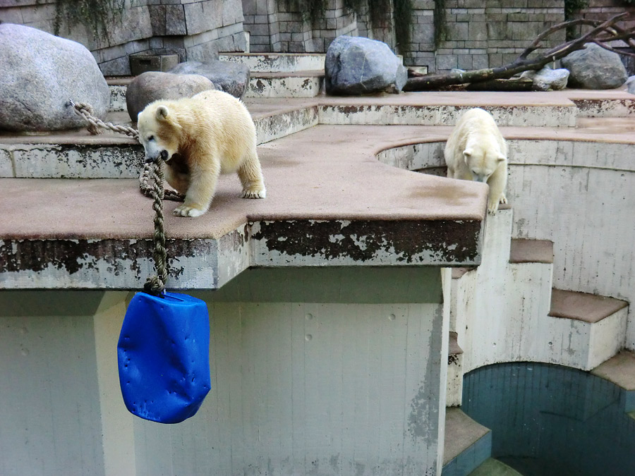 Eisbärjungtier ANORI und Eisbärin VILMA am 16. September 2012 im Wuppertaler Zoo