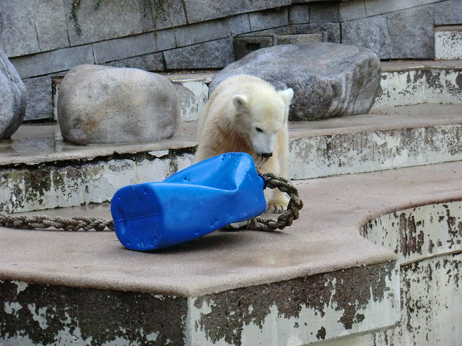 Eisbärjungtier ANORI am 16. September 2012 im Zoo Wuppertal