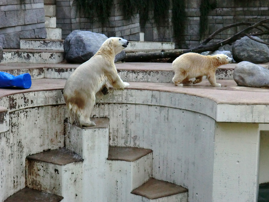 Eisbärin VILMA und Eisbärjungtier ANORI am 16. September 2012 im Zoologischen Garten Wuppertal