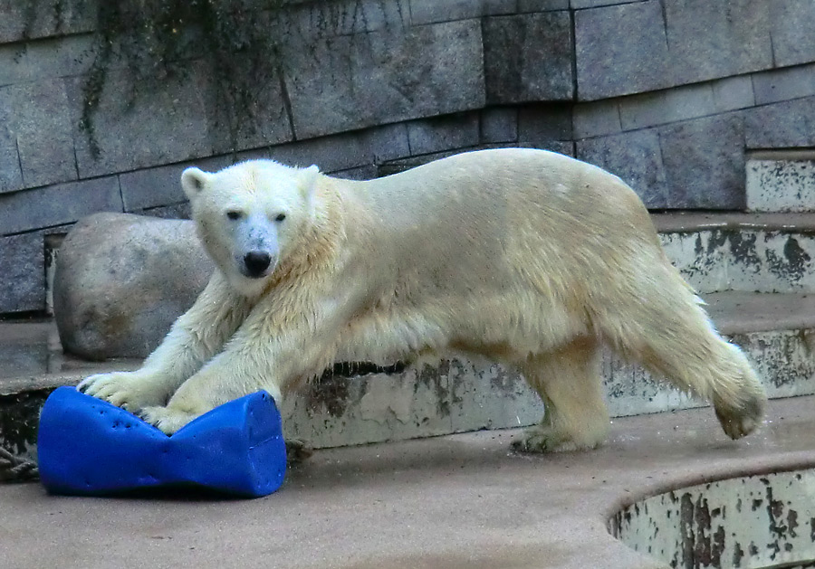 Eisbärin VILMA am 16. September 2012 im Zoo Wuppertal