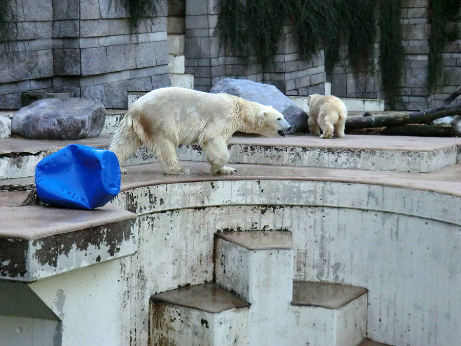 Eisbärin VILMA und Eisbärjungtier ANORI am 16. September 2012 im Wuppertaler Zoo