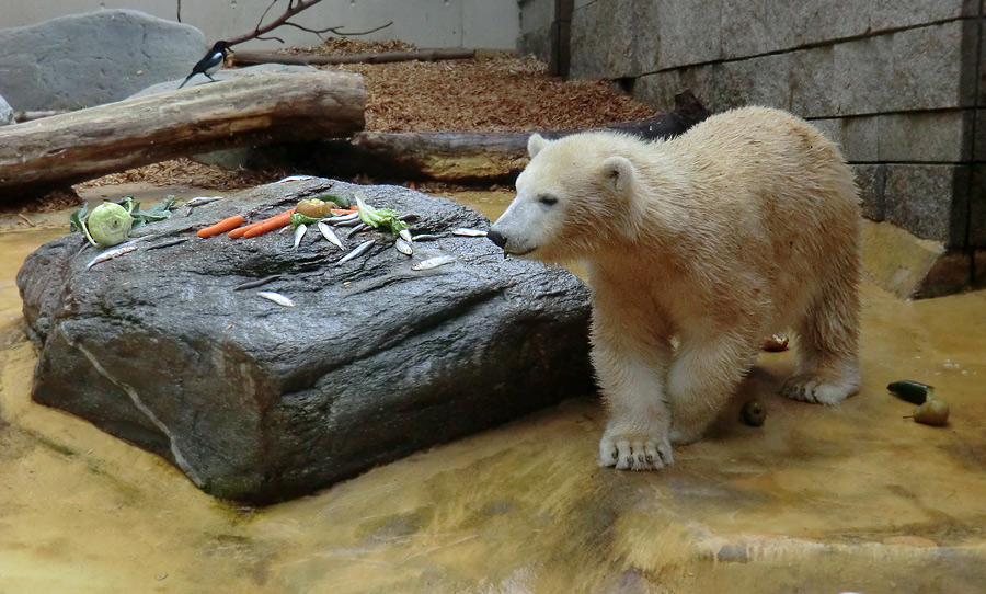Eisbärjungtier ANORI am 21. September 2012 im Zoo Wuppertal