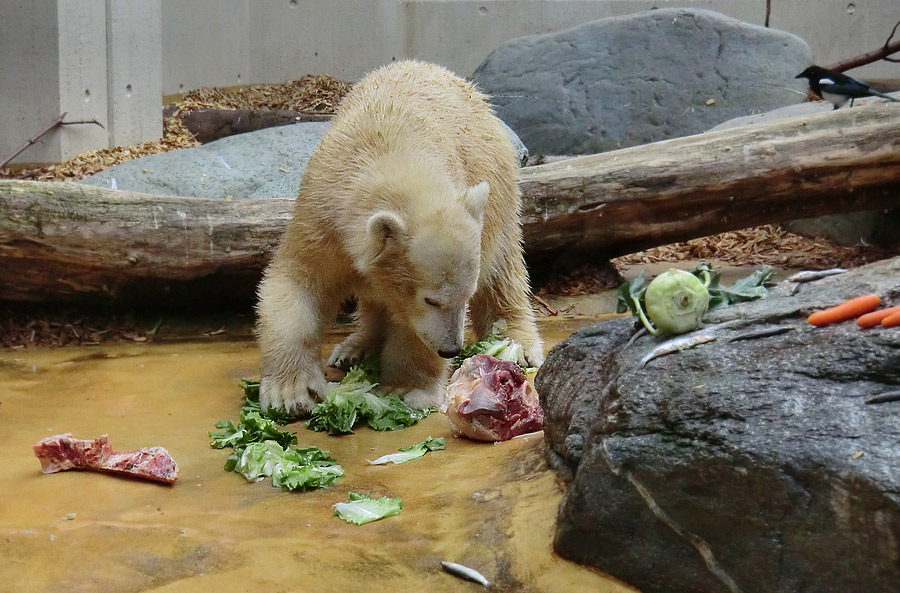 Eisbärjungtier ANORI am 21. September 2012 im Zoologischen Garten Wuppertal