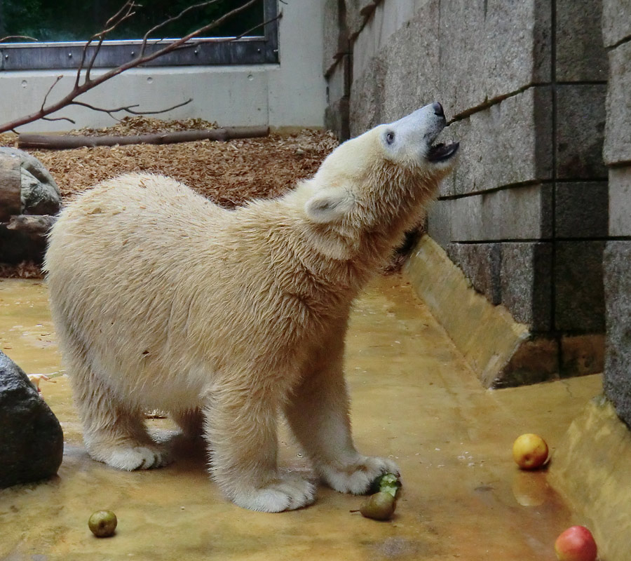 Eisbärjungtier ANORI am 21. September 2012 im Wuppertaler Zoo