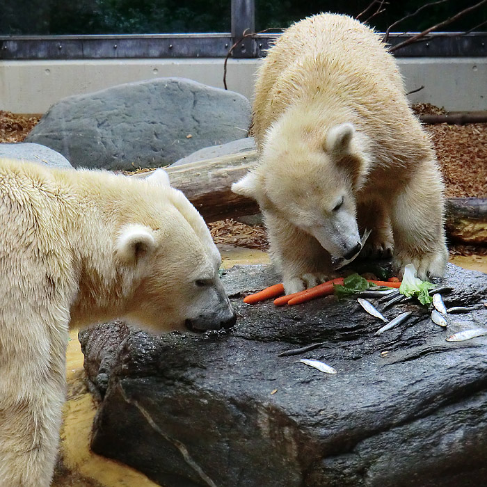 Eisbärin VILMA und Eisbärjungtier ANORI am 21. September 2012 im Wuppertaler Zoo