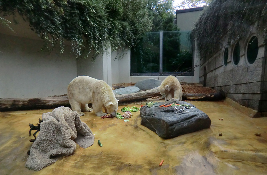 Eisbärin VILMA und Eisbärjungtier ANORI am 21. September 2012 im Zoo Wuppertal