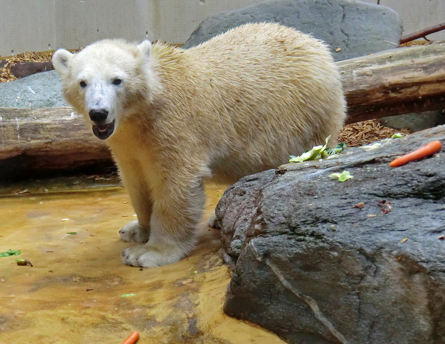Eisbärjungtier ANORI am 21. September 2012 im Wuppertaler Zoo