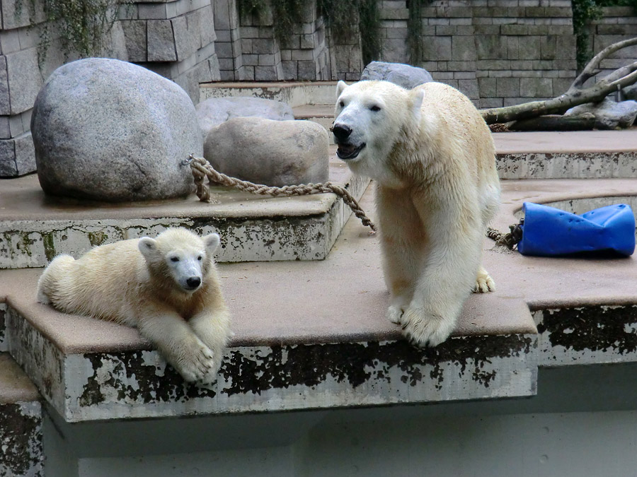 Eisbärjungtier ANORI und Eisbärin VILMA am 22. September 2012 im Zoologischen Garten Wuppertal