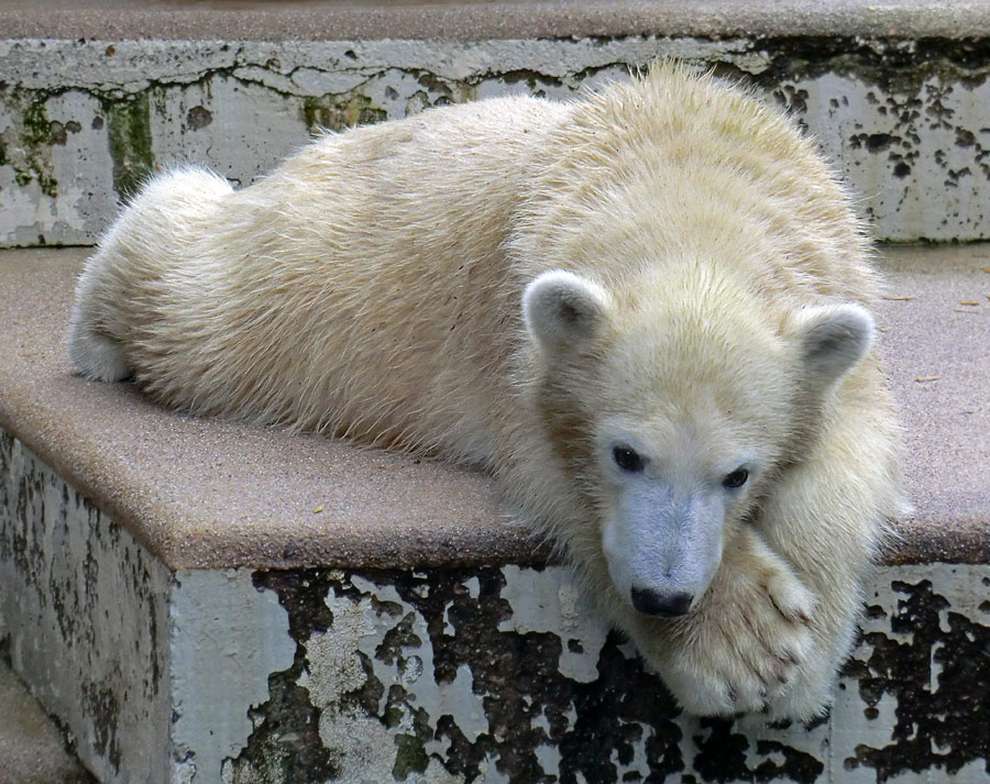 Eisbärjungtier ANORI am 22. September 2012 im Wuppertaler Zoo