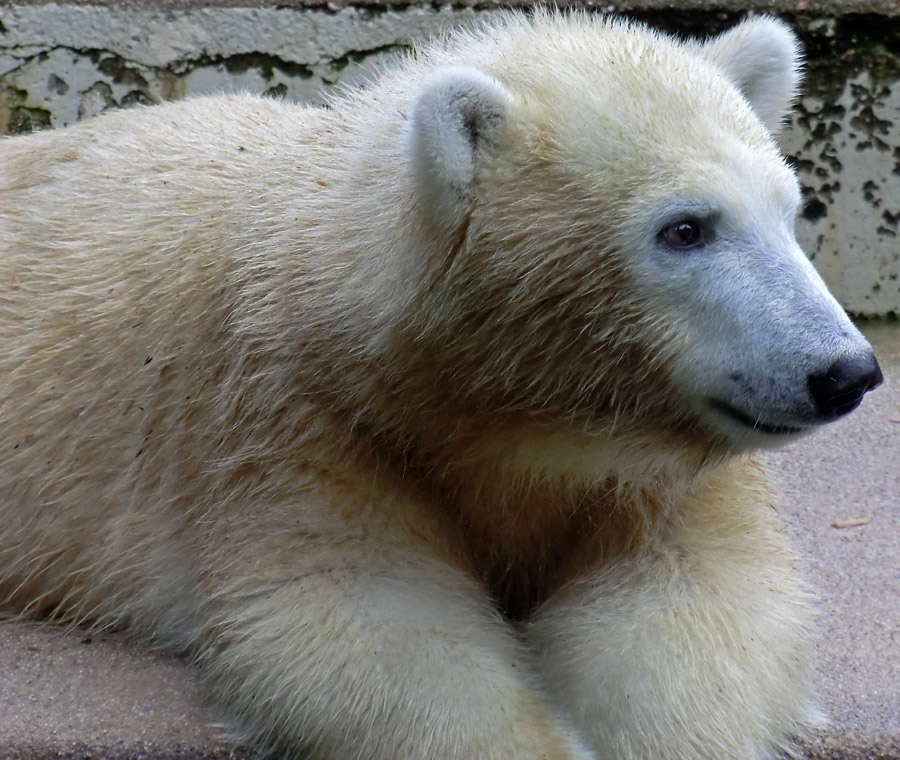 Eisbärjungtier ANORI am 22. September 2012 im Zoo Wuppertal