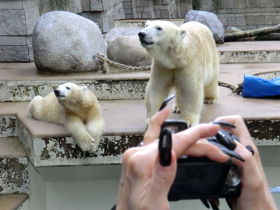 Eisbärjungtier ANORI und Eisbärin VILMA am 22. September 2012 im Wuppertaler Zoo