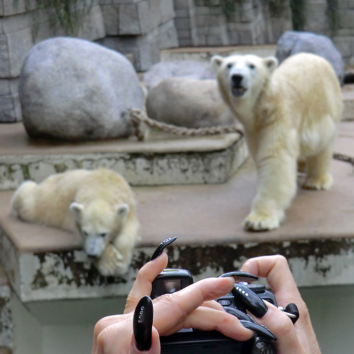 Eisbärjungtier ANORI und Eisbärin VILMA  am 22. September 2012 im Wuppertaler Zoo