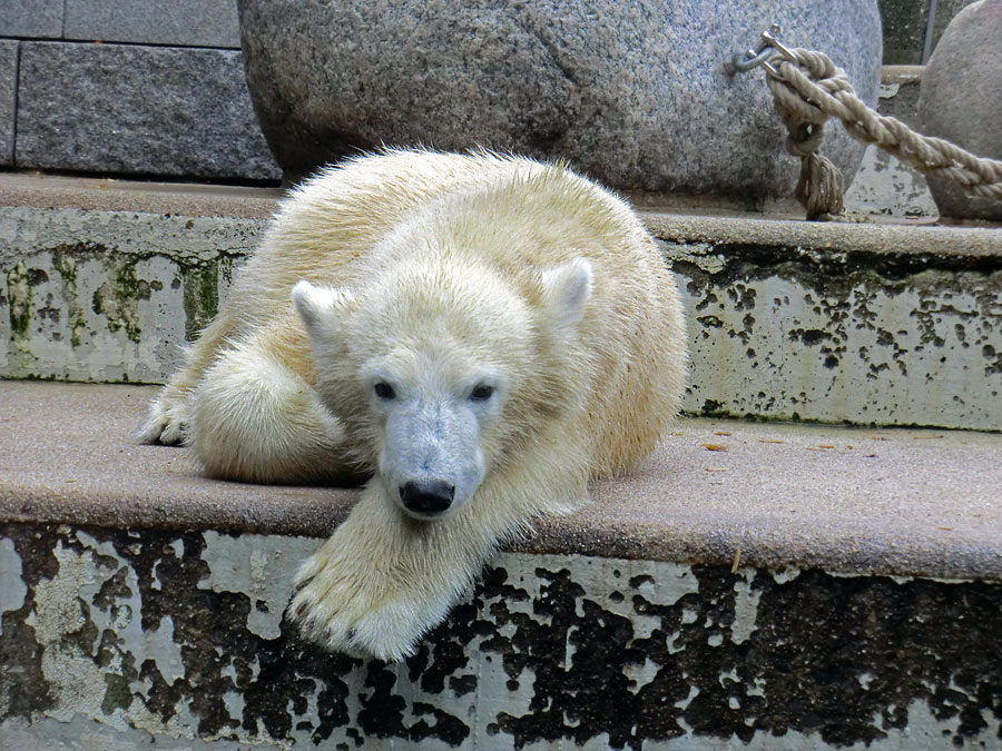 Eisbärjungtier ANORI am 22. September 2012 im Zoologischen Garten Wuppertal