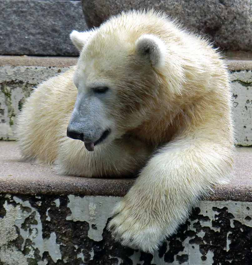 Eisbärjungtier ANORI am 22. September 2012 im Wuppertaler Zoo