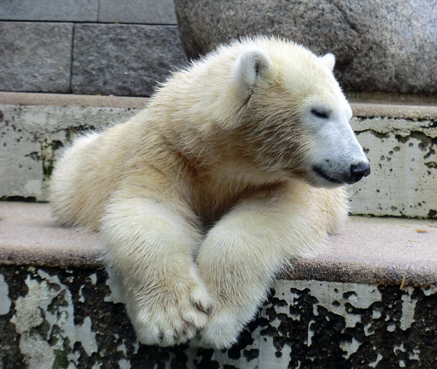 Eisbärjungtier ANORI am 22. September 2012 im Zoo Wuppertal