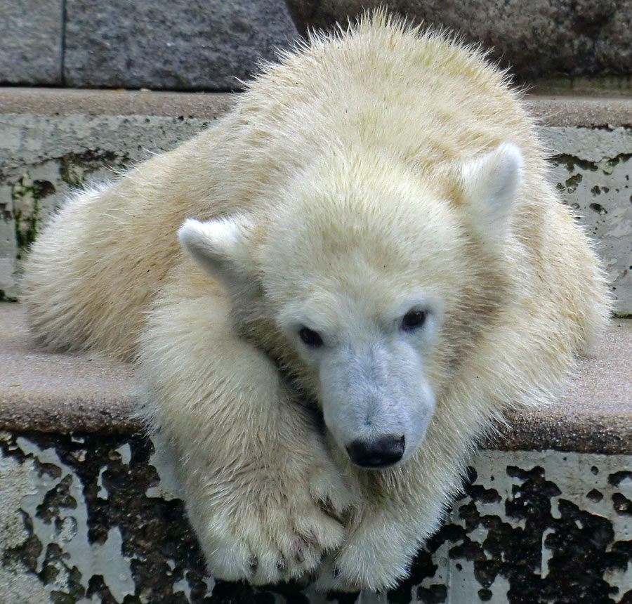 Eisbärjungtier ANORI am 22. September 2012 im Zoologischen Garten Wuppertal