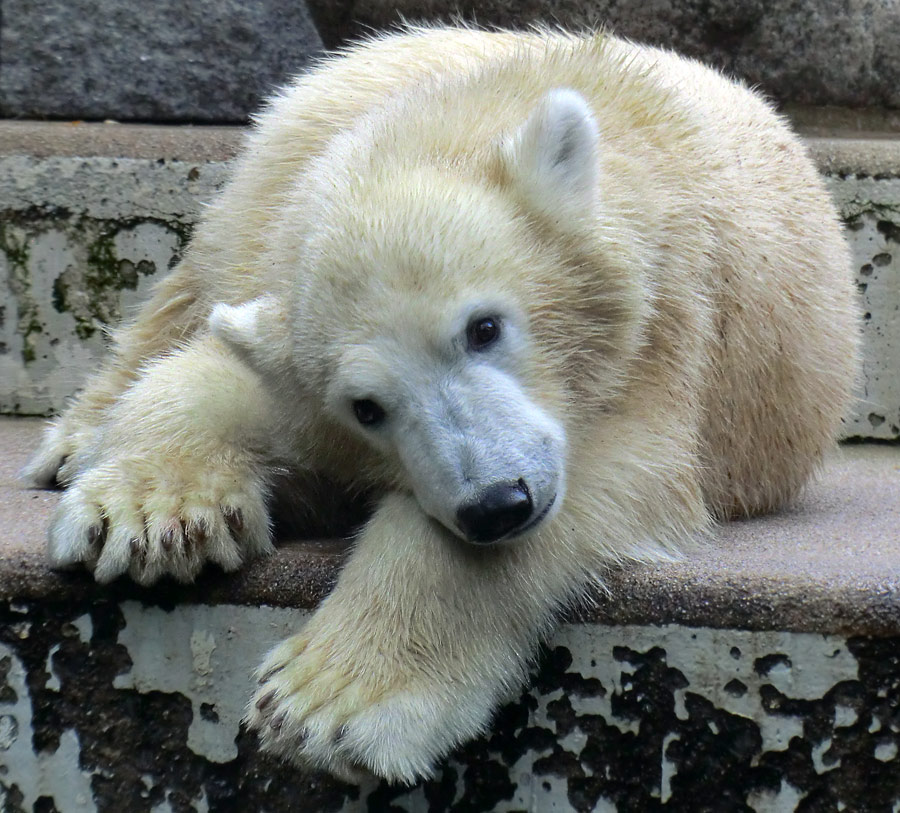 Eisbärjungtier ANORI am 22. September 2012 im Wuppertaler Zoo