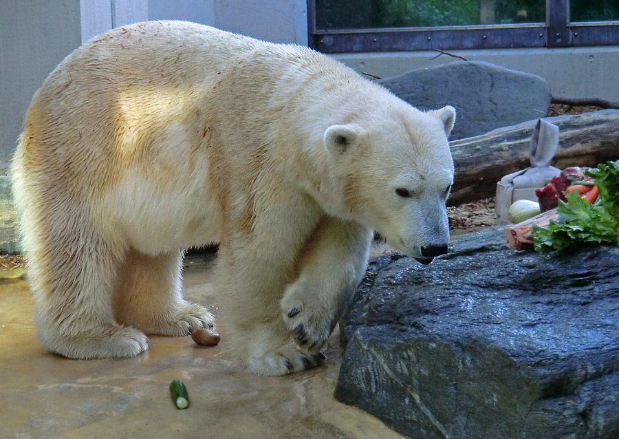 Eisbärin VILMA am 1. Oktober 2012 im Zoo Wuppertal