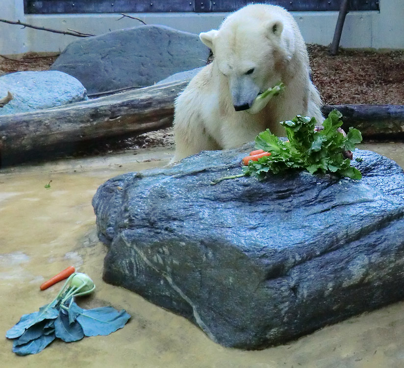 Eisbärin VILMA am 1. Oktober 2012 im Zoologischen Garten Wuppertal