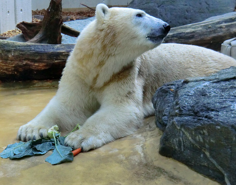 Eisbärin VILMA am 1. Oktober 2012 im Zoo Wuppertal