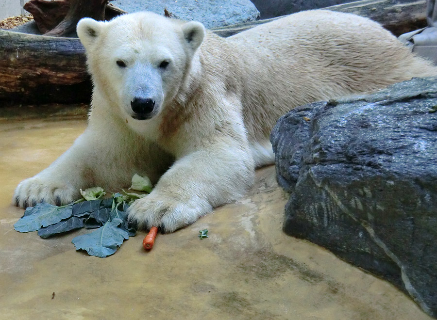 Eisbärin VILMA am 1. Oktober 2012 im Wuppertaler Zoo