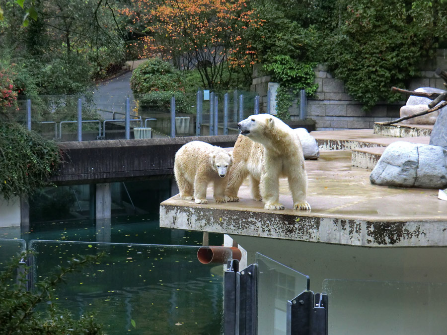 Eisbärjungtier ANORI und Eisbärin VILMA am 6. Oktober 2012 im Wuppertaler Zoo