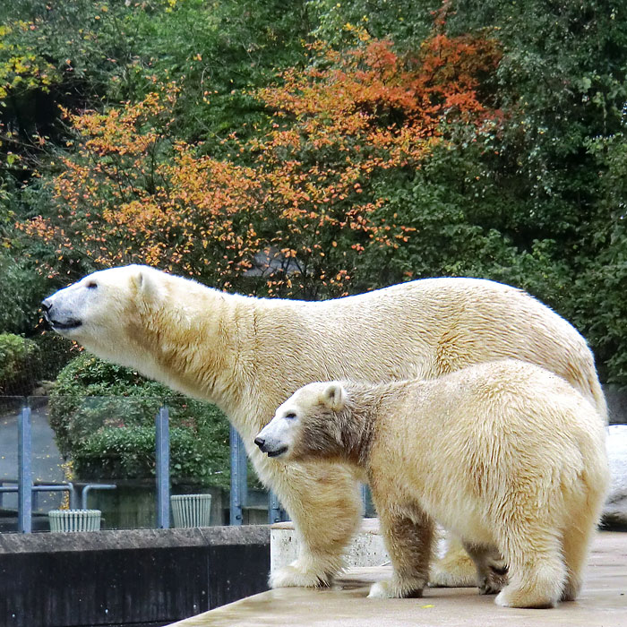 Eisbärin VILMA und Eisbärjungtier ANORI am 6. Oktober 2012 im Wuppertaler Zoo