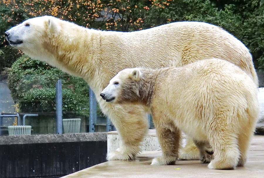 Eisbärmutter VILMA und Eisbärtochter ANORI am 6. Oktober 2012 im Zoologischen Garten Wuppertal
