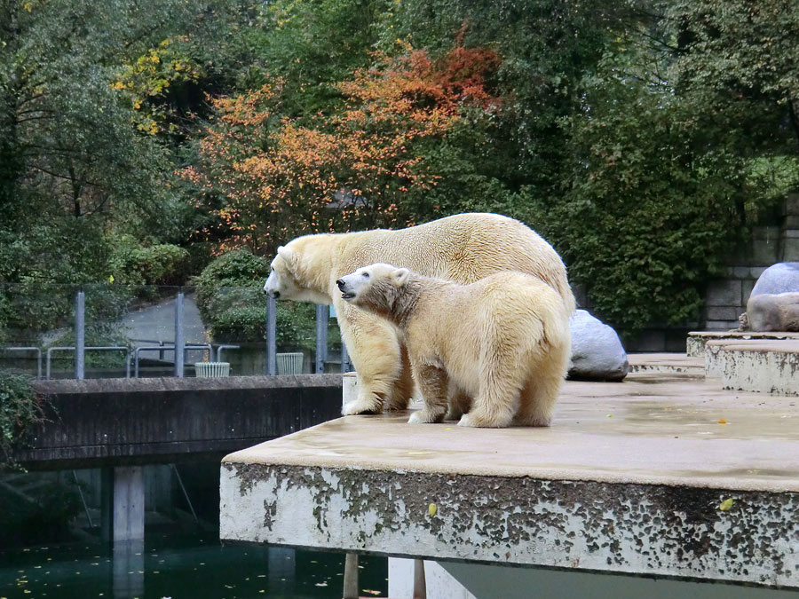 Eisbärmutter VILMA und Eisbärtochter ANORI am 6. Oktober 2012 im Zoo Wuppertal