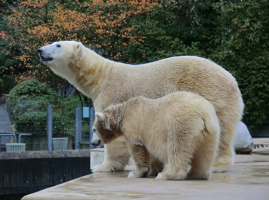 Eisbärmutter VILMA und Eisbärtochter ANORI am 6. Oktober 2012 im Zoologischen Garten Wuppertal