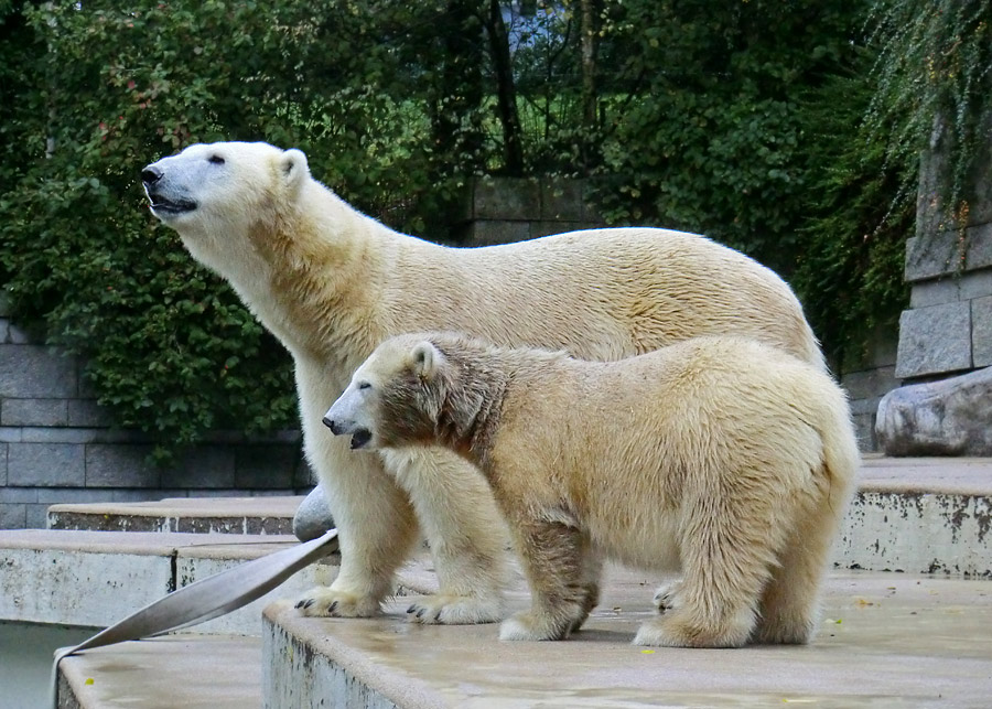 Eisbärmutter VILMA und Eisbärtochter ANORI am 6. Oktober 2012 im Wuppertaler Zoo