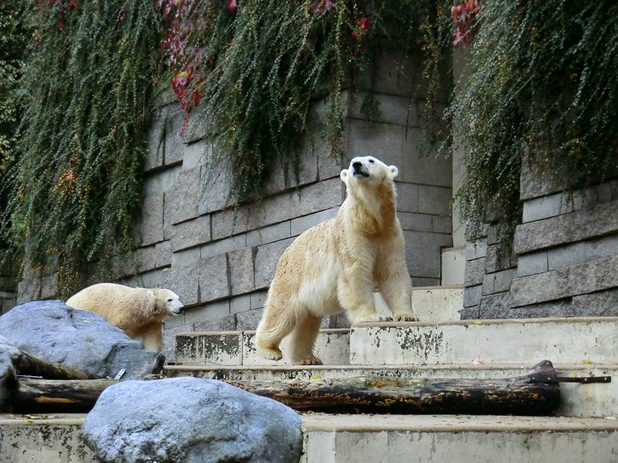 Eisbärjungtier ANORI und Eisbärin VILMA am 6. Oktober 2012 im Zoologischen Garten Wuppertal
