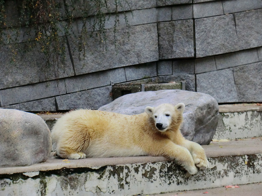 Eisbärjungtier ANORI am 13. Oktober 2012 im Zoologischen Garten Wuppertal