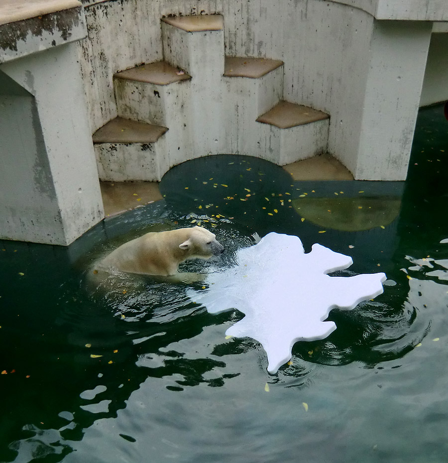Eisbärin VILMA mit Eisscholle am 13. Oktober 2012 im Zoo Wuppertal