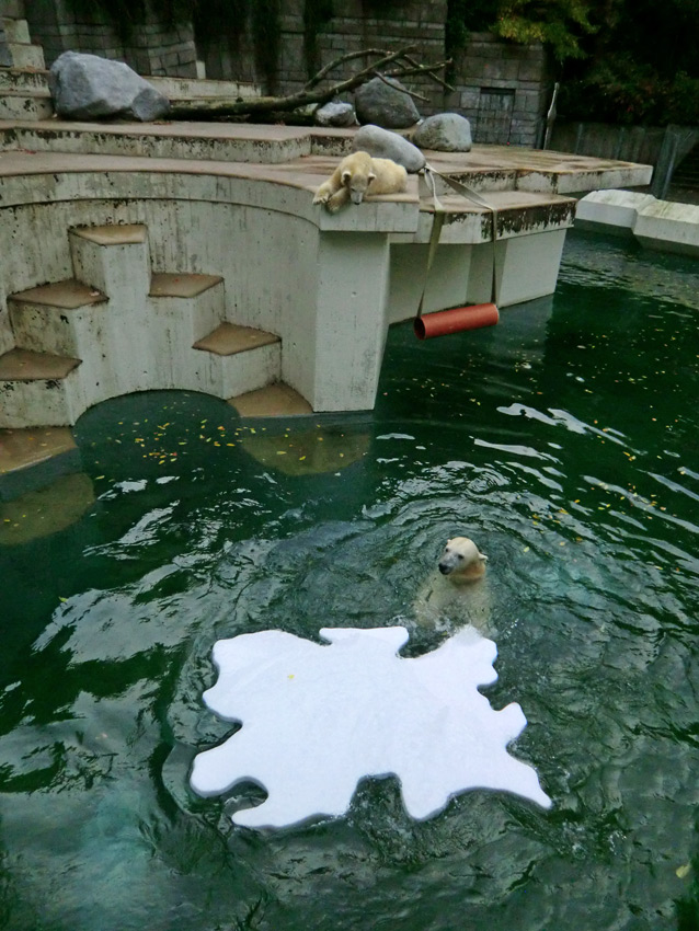 Eisbärin VILMA mit Eisscholle am 13. Oktober 2012 im Zoologischen Garten Wuppertal