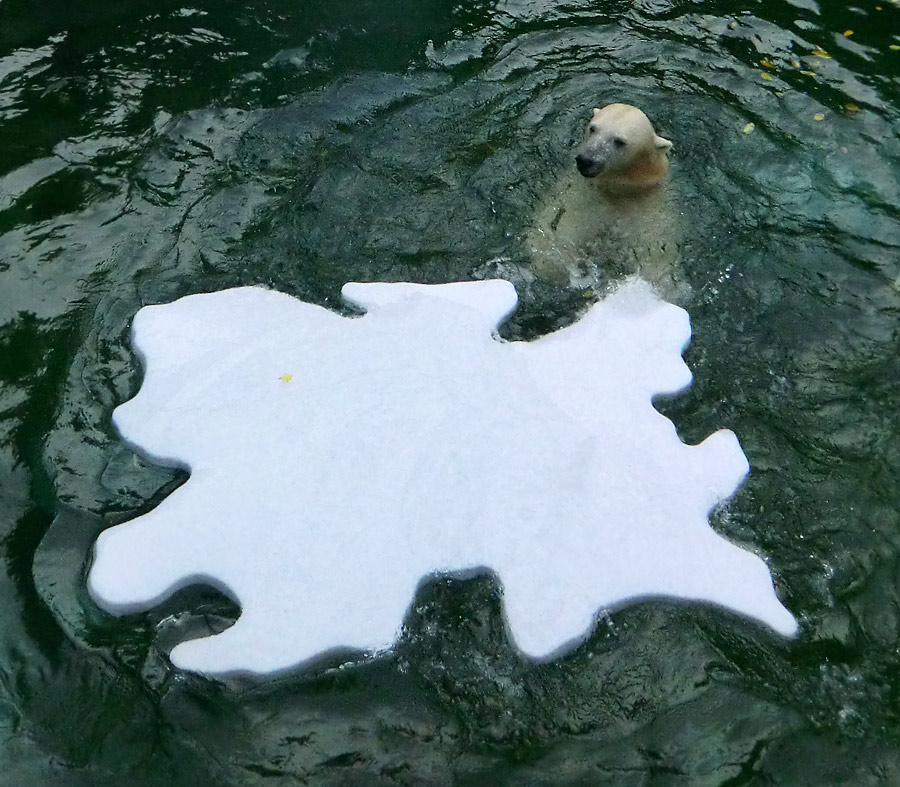 Eisbärin VILMA mit Eisscholle am 13. Oktober 2012 im Wuppertaler Zoo