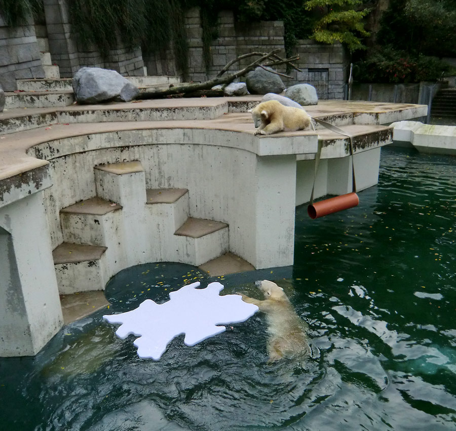 Eisbärin VILMA mit Eisscholle am 13. Oktober 2012 im Zoologischen Garten Wuppertal