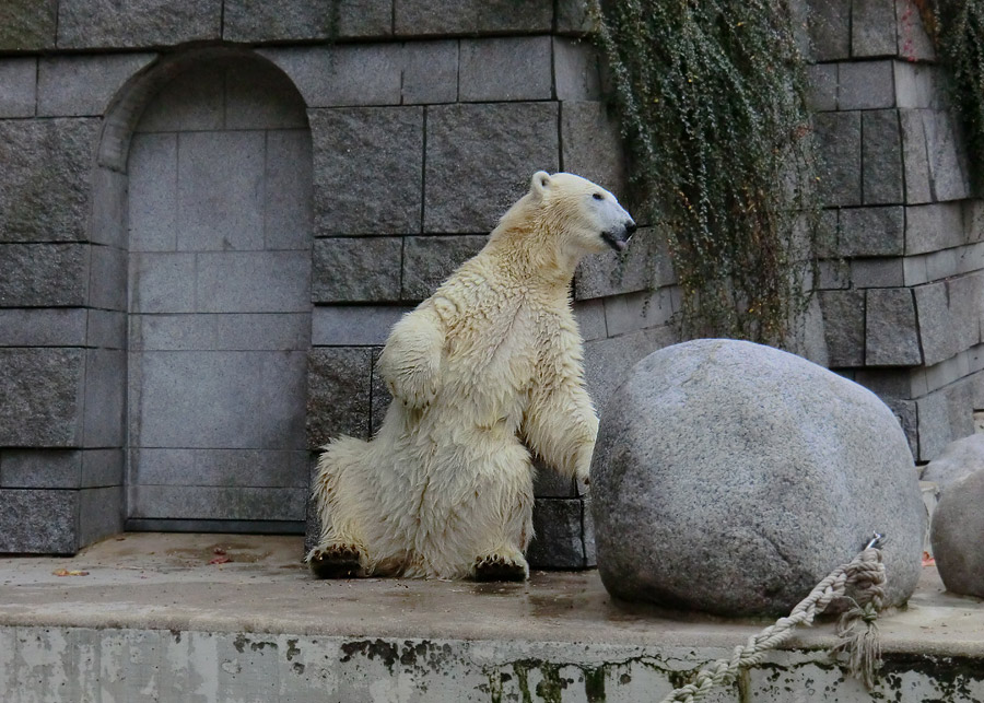 Eisbärin VILMA am 13. Oktober 2012 im Zoo Wuppertal