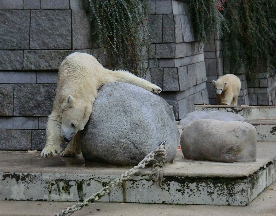 Eisbärin VILMA und Eisbärjungtier ANORI am 13. Oktober 2012 im Zoologischen Garten Wuppertal