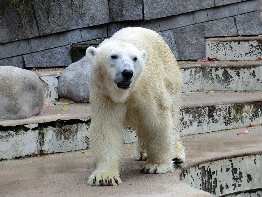 Eisbärin VILMA am 13. Oktober 2012 im Zoo Wuppertal