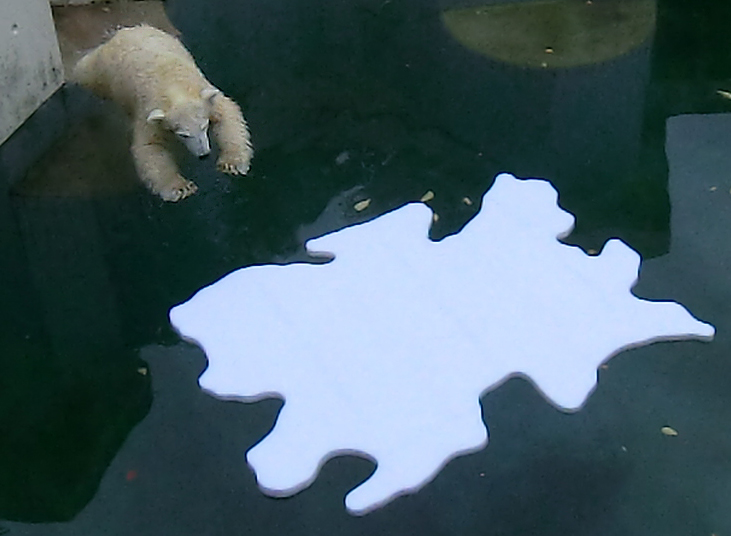 Eisbärjungtier ANORI mit Eisscholle am 13. Oktober 2012 im Wuppertaler Zoo