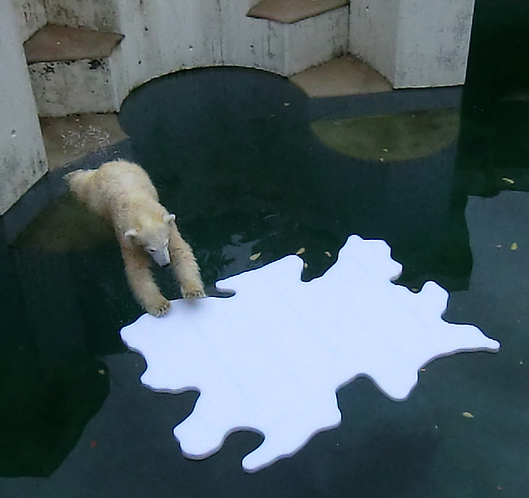 Eisbärjungtier ANORI mit Eisscholle am 13. Oktober 2012 im Zoo Wuppertal