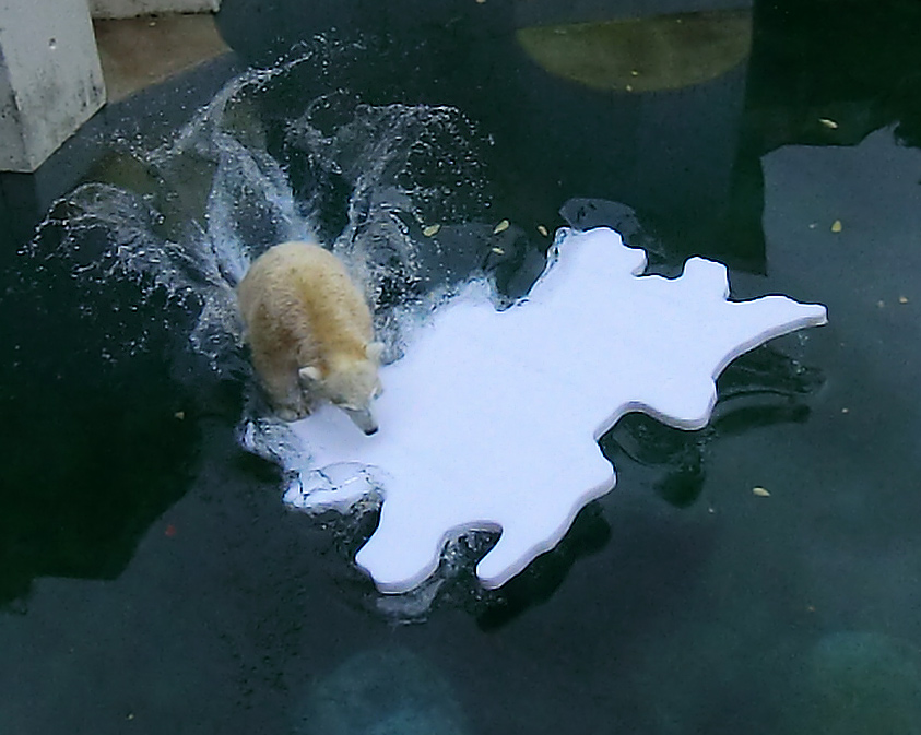 Eisbärjungtier ANORI mit Eisscholle am 13. Oktober 2012 im Zoologischen Garten Wuppertal